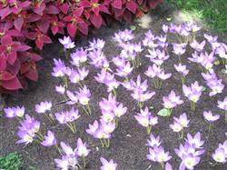 Autumn crocus